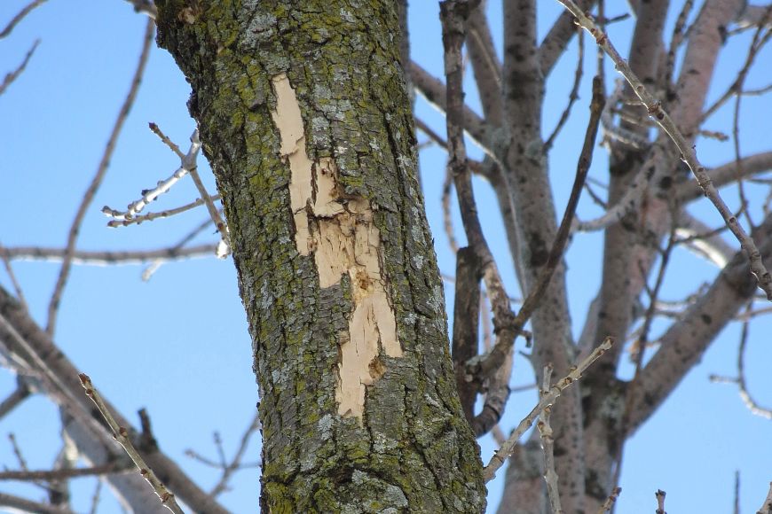 Watch For Signs Of Emerald Ash Borer This Winter Wisconsin DNR Emerald Ash Borer 2025 Outbreak